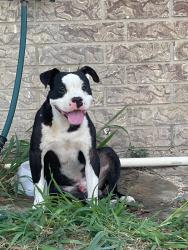 Found/Stray Male Dog last seen Inspiration rd, Mission, TX 78572