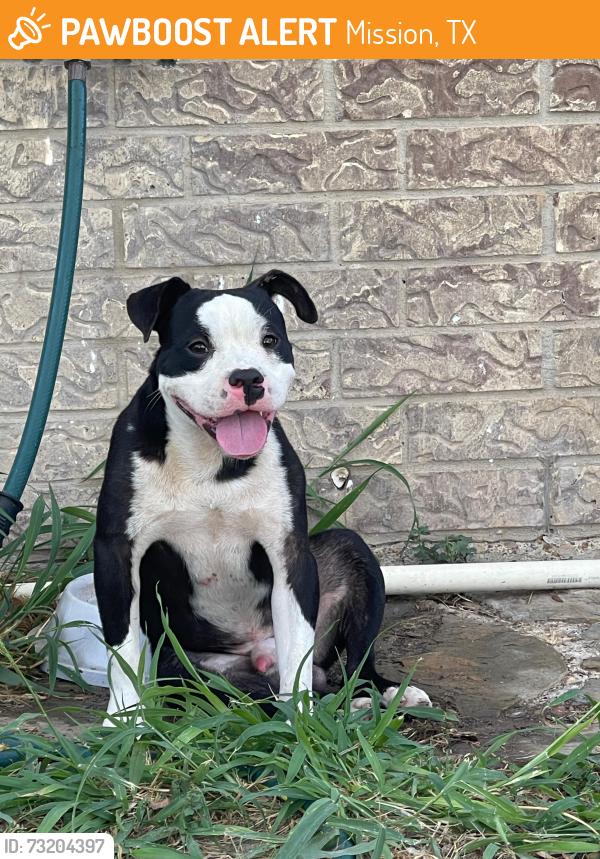 Found/Stray Male Dog last seen Inspiration rd, Mission, TX 78572