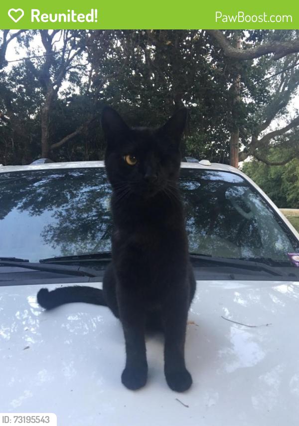 Reunited Male Cat last seen Avalon BLVD, Garcon Point, FL 32583