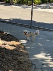 Reunited Male Dog last seen Canada Valley Rd Antioch, CA, Antioch, CA 94531