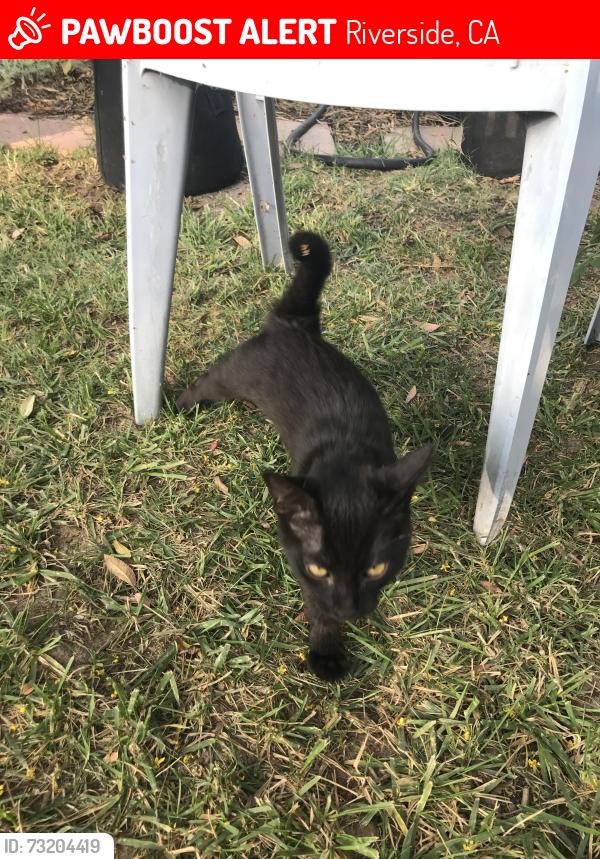 Lost Female Cat last seen Fairmount Park, Riverside, CA 92501