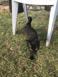 Lost Female Cat last seen Fairmount Park, Riverside, CA 92501