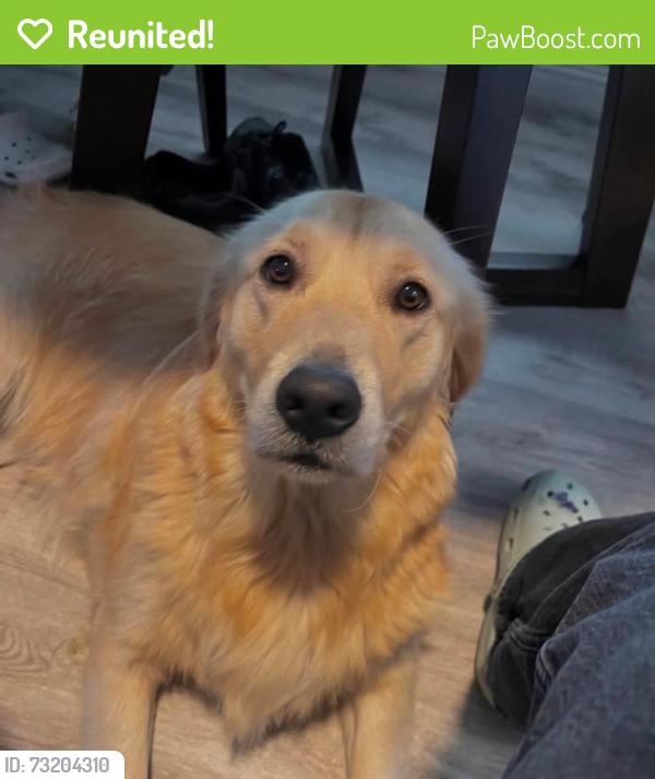 Reunited Female Dog last seen Alameda St, Los Angeles, CA, USA, Los Angeles, CA 90002