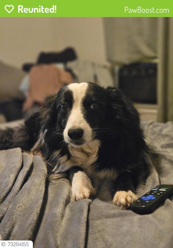 Reunited Female Dog last seen Country Meadow Way and Bishop Rd, Cartersville, GA 30121