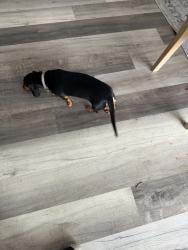 Reunited Female Dog last seen Dinero Dr, Winter Springs, FL (Sunrise Community off of Redbug and Tuskawilla), Winter Springs, FL 32708