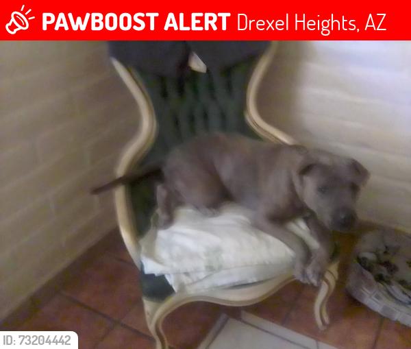 Lost Male Dog last seen S Avenida Don Arturo, Ajo & Kinney Rds, Drexel Heights, AZ 85757