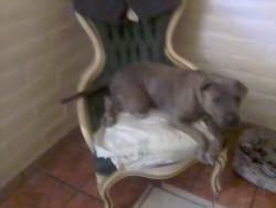 Lost Male Dog last seen S Avenida Don Arturo, Ajo & Kinney Rds, Drexel Heights, AZ 85757