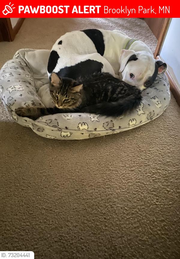 Lost Male Cat last seen By home, Brooklyn Park, MN 55428