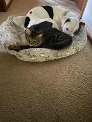 Lost Male Cat last seen By home, Brooklyn Park, MN 55428