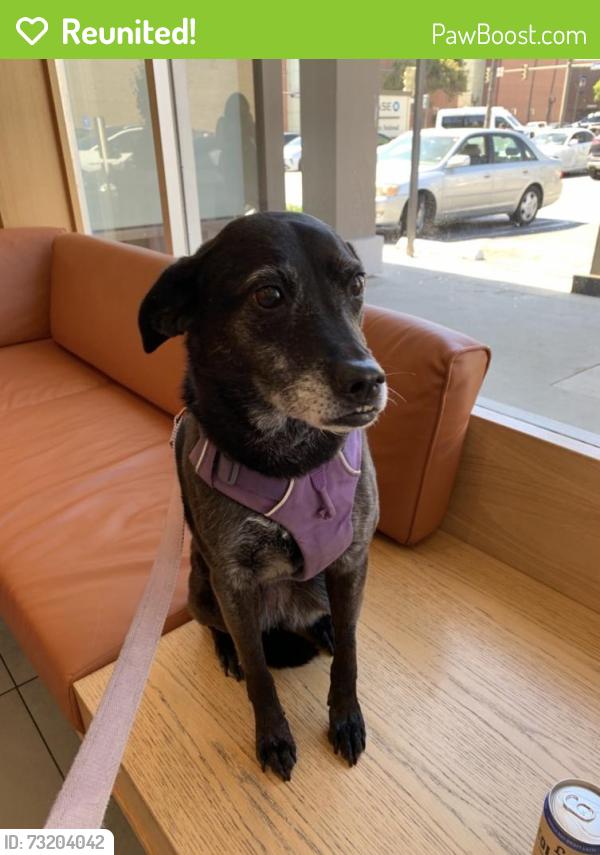 Reunited Female Dog last seen Near W Colorado St, Glendale, CA 91204, USA, Glendale, CA 91204