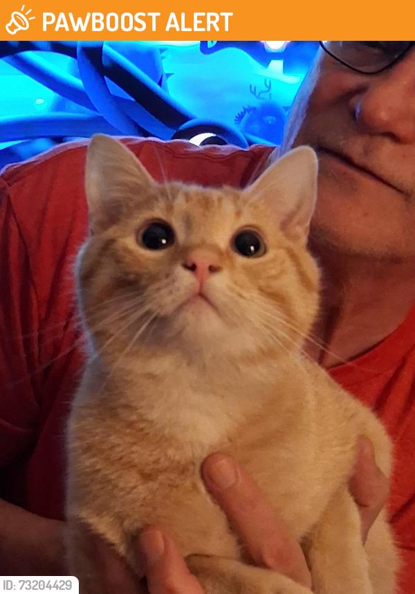 Found/Stray Male Cat last seen 2nd Ave and Century, North Saint Paul, MN 55109