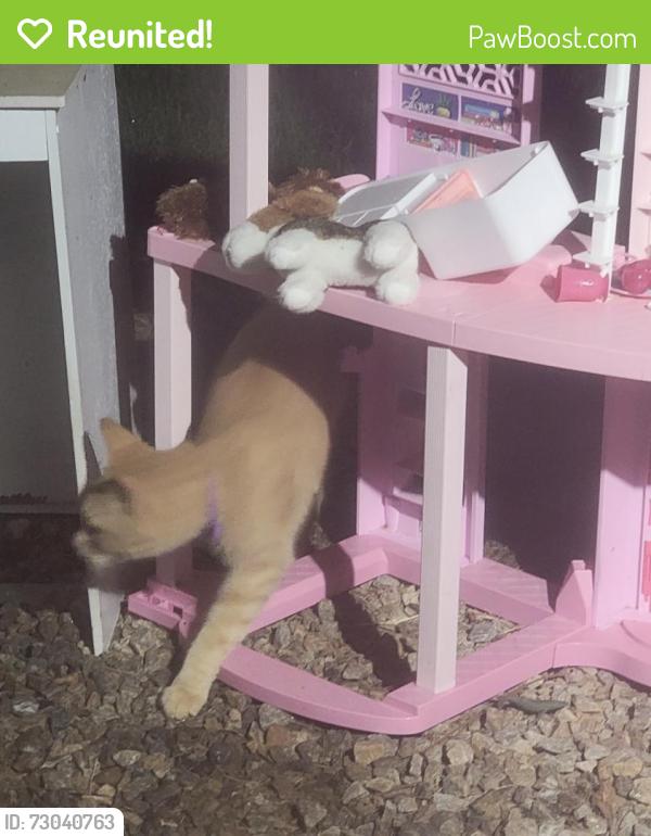 Reunited Male Cat last seen Near Todd rd Braselton ga 30517, Braselton, GA 30517