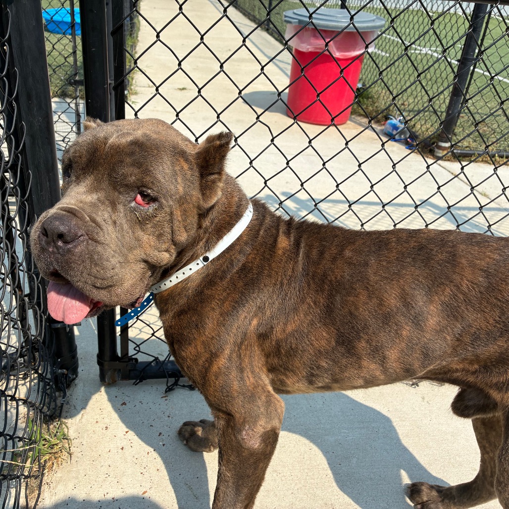 Shelter Stray Male Dog last seen , 2350 Appling City Cove, Memphis, TN 38133, USA