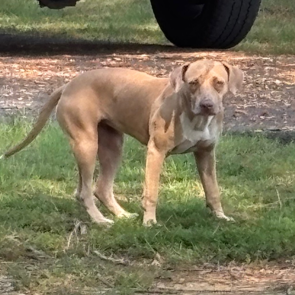 Shelter Stray Female Dog last seen , 2350 Appling City Cove, Memphis, TN 38133, USA