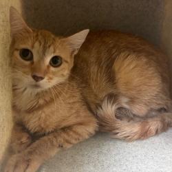 Shelter Stray Unknown Cat last seen , 2350 Appling City Cove, Memphis, TN 38133, USA