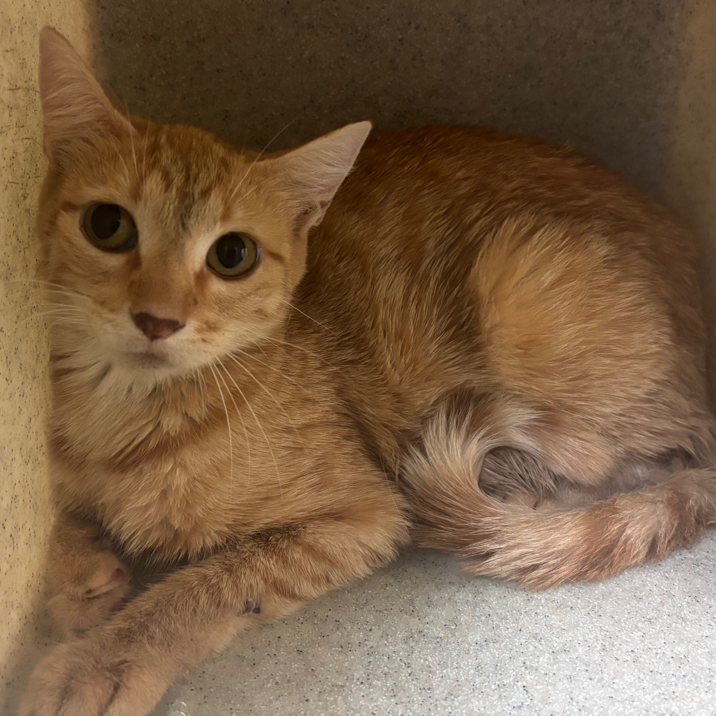 Shelter Stray Unknown Cat last seen , 2350 Appling City Cove, Memphis, TN 38133, USA