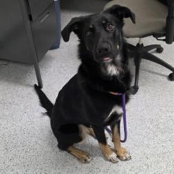 Shelter Stray Female Dog last seen , 5801 Graye Ln, Caldwell, ID 83607, USA