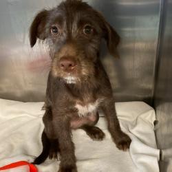 Shelter Stray Female Dog last seen , 2350 Appling City Cove, Memphis, TN 38133, USA