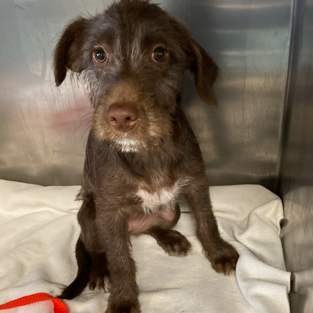 Shelter Stray Female Dog last seen , 2350 Appling City Cove, Memphis, TN 38133, USA