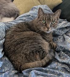 Reunited Male Cat last seen 185th St E and Lipoma Firs E, Graham, WA 98374