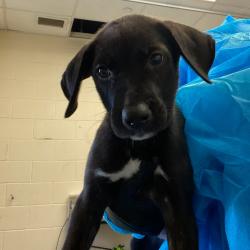 Shelter Stray Female Dog last seen , 2350 Appling City Cove, Memphis, TN 38133, USA