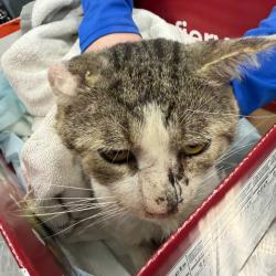 Shelter Stray Male Cat last seen , 980 Guilford College Rd, Greensboro, NC 27409, USA