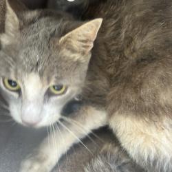 Shelter Stray Unknown Cat last seen , 980 Guilford College Rd, Greensboro, NC 27409, USA