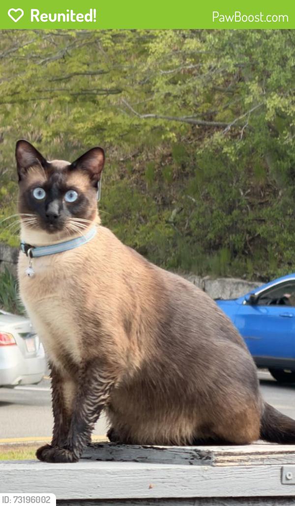 Reunited Male Cat last seen Abigail Adams Cir, Weymouth, MA 02191