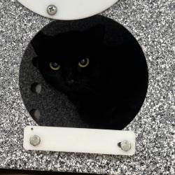 Shelter Stray Male Cat last seen , 328 Furman Hall Rd, Greenville, SC 29609, USA