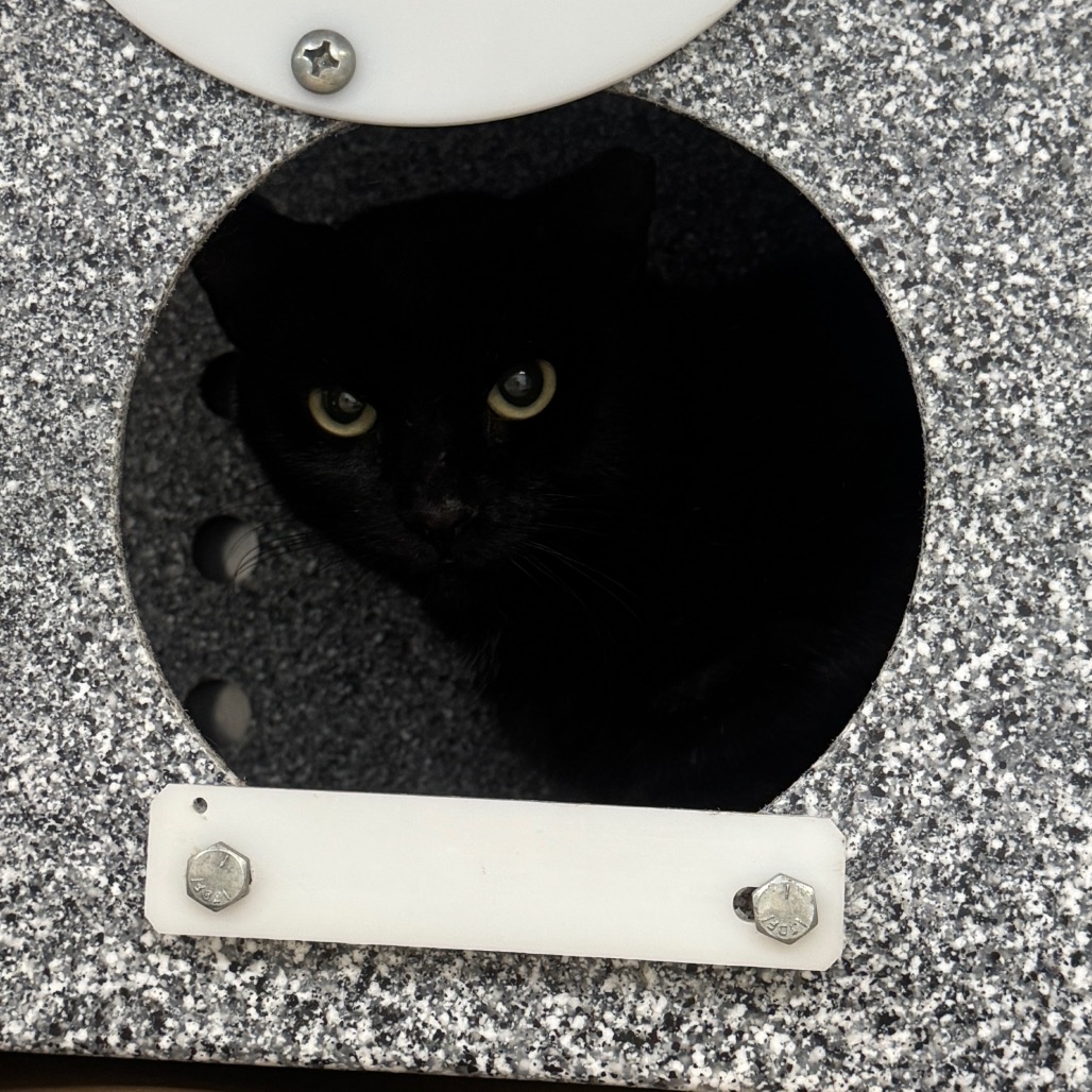 Shelter Stray Male Cat last seen , 328 Furman Hall Rd, Greenville, SC 29609, USA