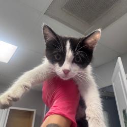 Shelter Stray Female Cat last seen , 328 Furman Hall Rd, Greenville, SC 29609, USA