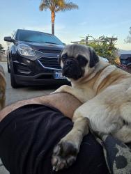 Lost Male Dog last seen Lilac Vista Dr./ Berry Rd./ West Lilac Rd., Valley Center, CA 92082