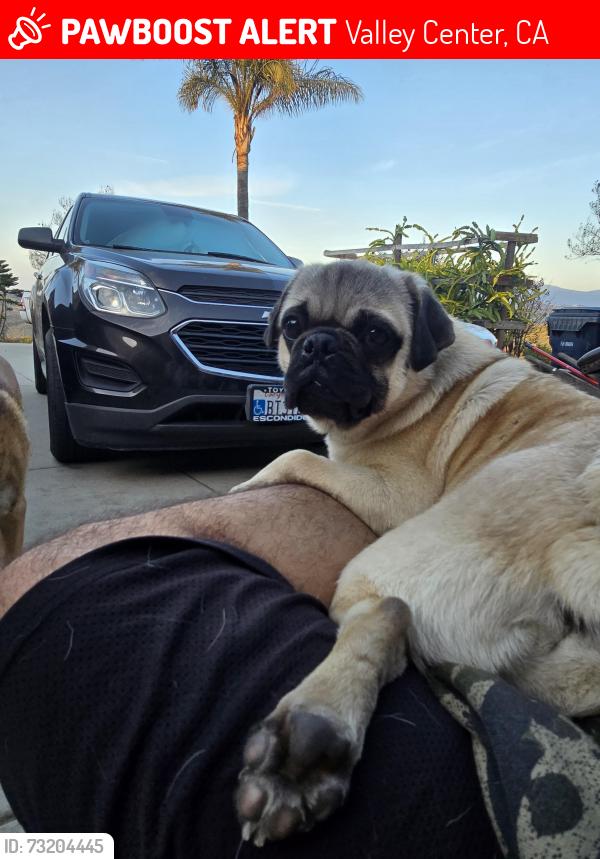 Lost Male Dog last seen Lilac Vista Dr./ Berry Rd./ West Lilac Rd., Valley Center, CA 92082