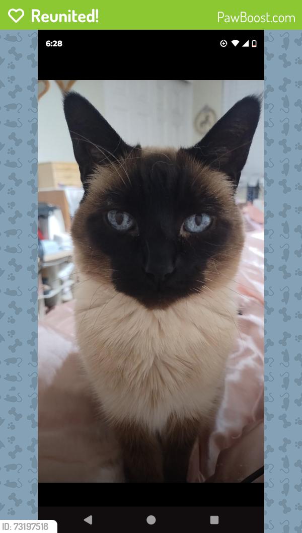 Reunited Female Cat last seen Ann and valley, North Las Vegas, NV 89031
