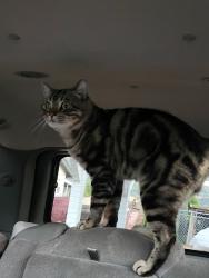 Lost Male Cat last seen Pleasant St, Santa Paula, CA 93060