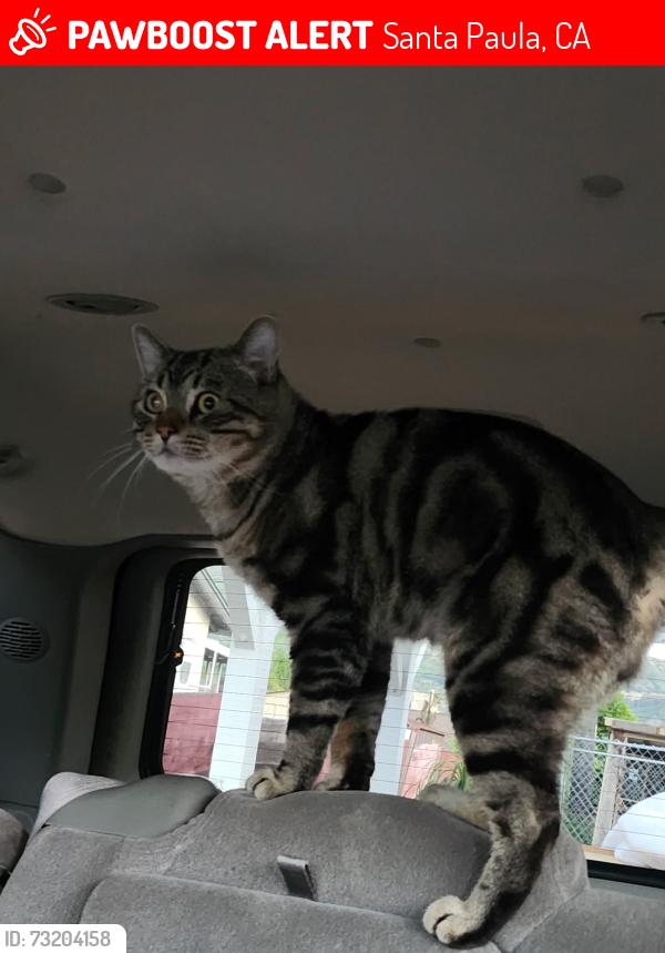 Lost Male Cat last seen Pleasant St, Santa Paula, CA 93060