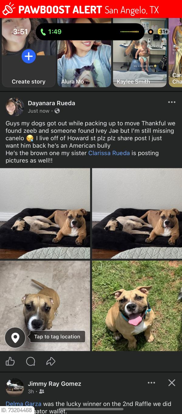 Lost Male Dog last seen Walnut st, San Angelo, TX 76901