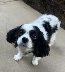 Reunited Female Dog last seen Village and Runway, Los Angeles, CA 90094