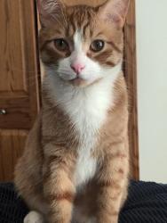 Lost Male Cat last seen Trick Rd, Hickory Corners, Delton, MI 49046