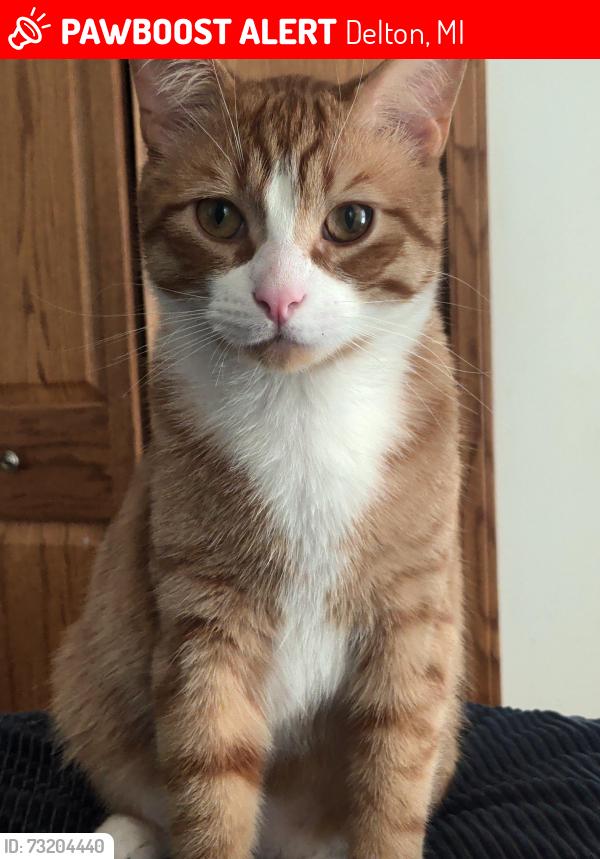 Lost Male Cat last seen Trick Rd, Hickory Corners, Delton, MI 49046