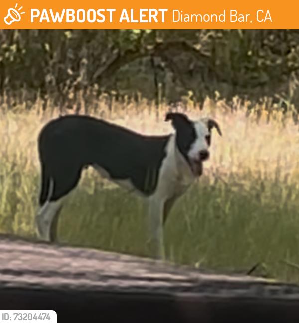 Found/Stray Unknown Dog last seen Diamond fork campground loop A, Diamond Bar, CA 91765