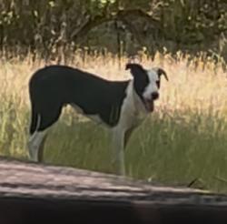 Found/Stray Unknown Dog last seen Diamond fork campground loop A, Diamond Bar, CA 91765