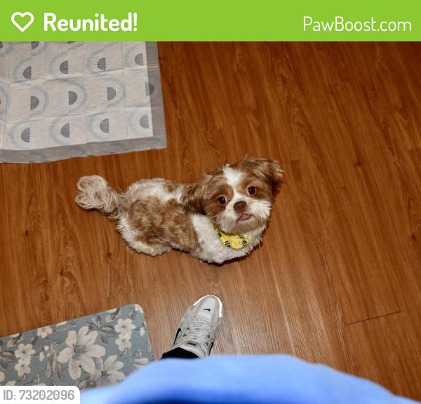 Reunited Male Dog last seen Lawrenceville, Lawrenceville, GA 30046