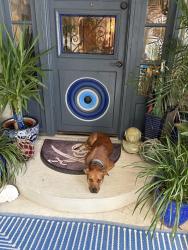 Reunited Male Dog last seen Bayou chico area, Pensacola, FL 32507