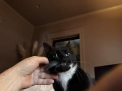 Lost Male Cat last seen Sycamore, Columbus, OH 43206