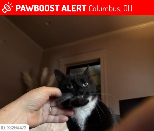 Lost Male Cat last seen Sycamore, Columbus, OH 43206