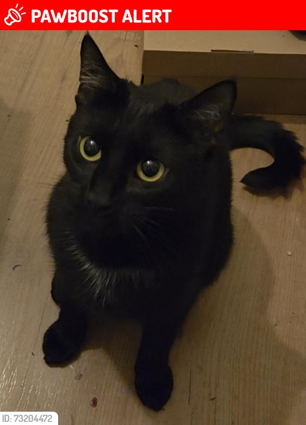 Lost Female Cat last seen Navarino mansions, Greater London, England E8 1LB