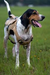 Found/Stray Male Dog last seen I-10, West Bound, between Exit 10 and 7, Pensacola, FL 32504
