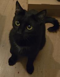 Lost Female Cat last seen Navarino mansions, Greater London, England E8 1LB