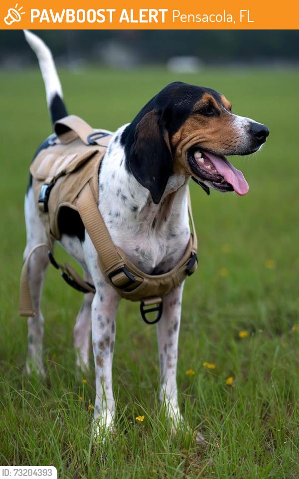 Found/Stray Male Dog last seen I-10, West Bound, between Exit 10 and 7, Pensacola, FL 32504